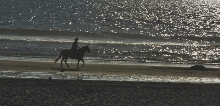 horse on beach